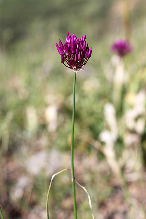 Изображение особи Allium barsczewskii.