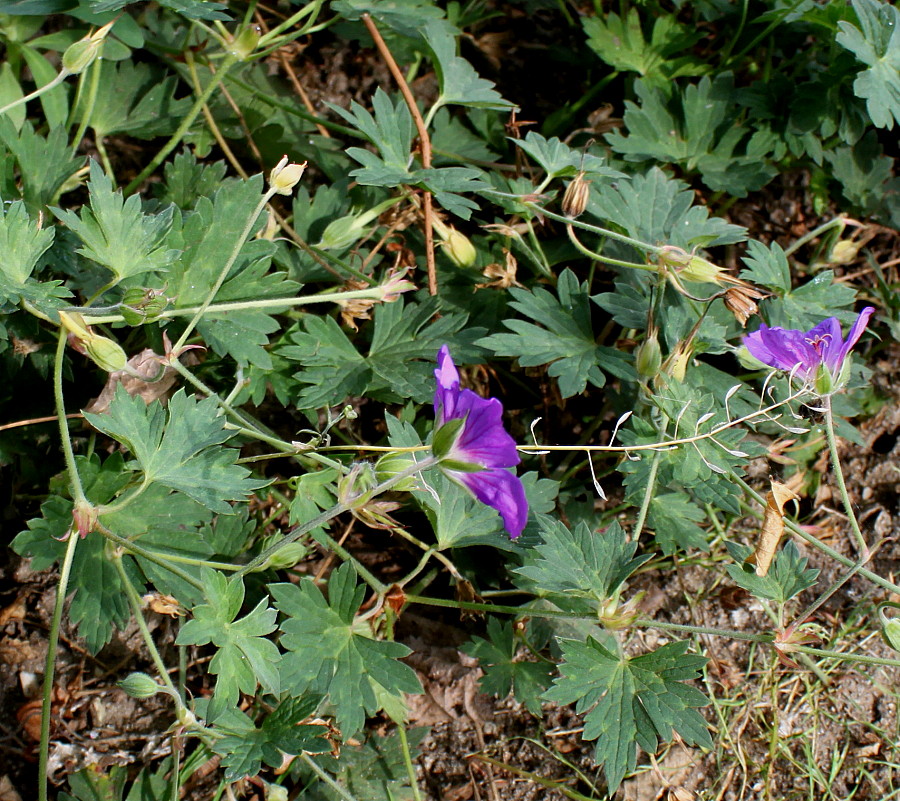 Image of Geranium wallichianum specimen.