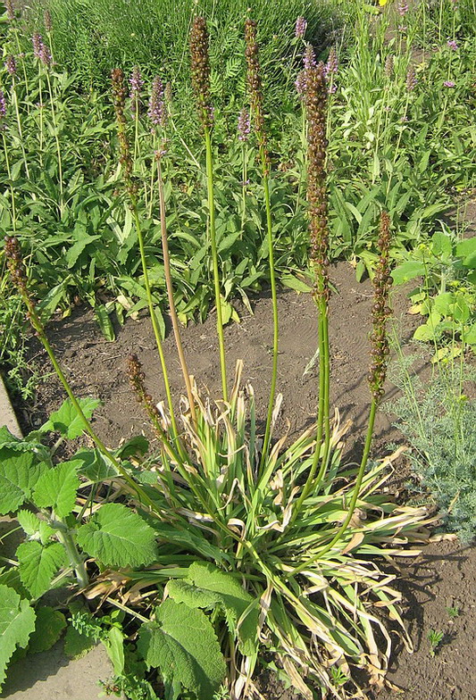 Image of Eremurus spectabilis specimen.