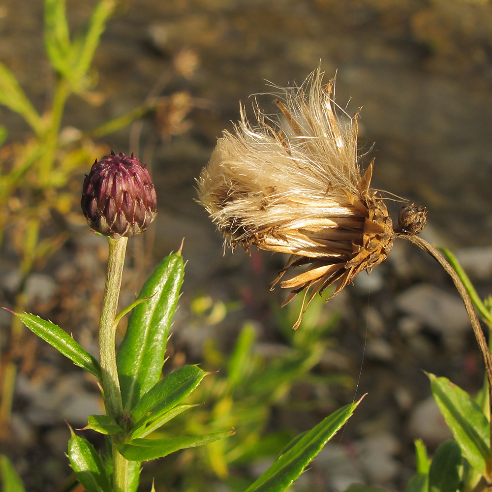 Изображение особи Cirsium setosum.