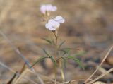 Cardamine trifida. Верхушка цветущего растения. Иркутская обл., окр. Иркутского вдхр., лес. 08.05.2013.