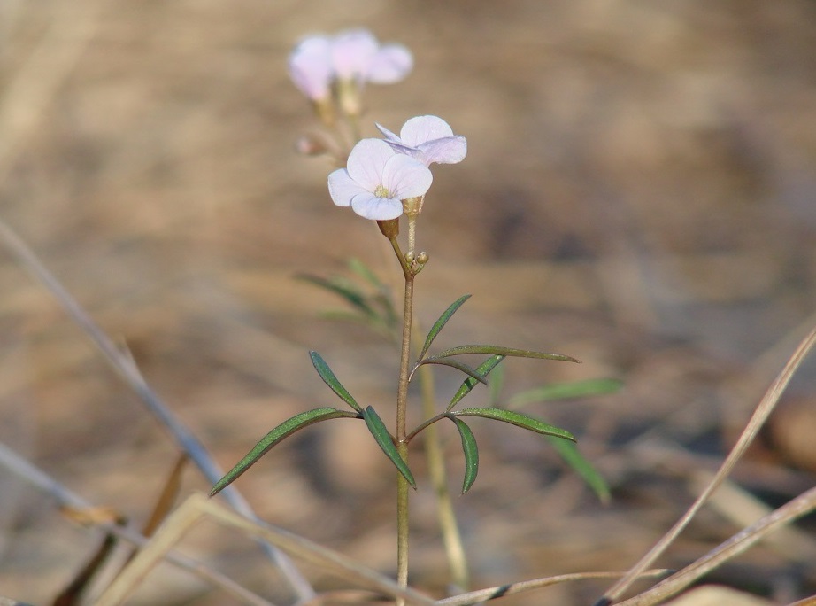 Image of Cardamine trifida specimen.