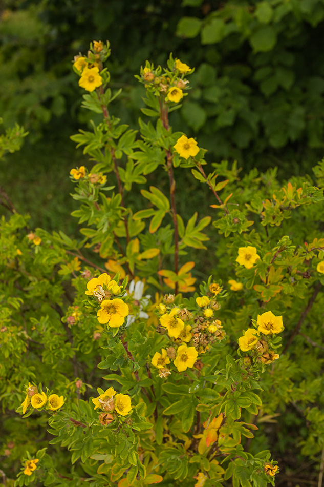 Image of Dasiphora fruticosa specimen.