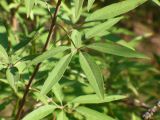 Vitex agnus-castus. Листья. Турция, пров. Анталья, р-н Кемер, пос. Кириш, НПП «Олимпос-Бейдаглары». 10 сентября 2009 г.