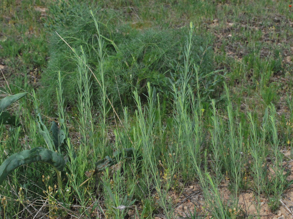 Image of Linaria popovii specimen.