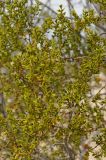 Larrea tridentata. Ветвь с бутонами. США, Калифорния, Joshua Tree National Park. 19.02.2014.