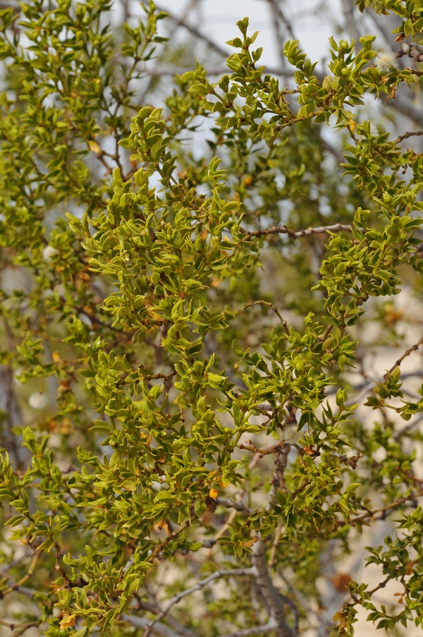 Изображение особи Larrea tridentata.