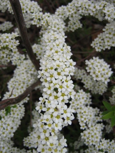 Изображение особи Spiraea &times; cinerea.