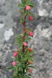 Berberis sibirica