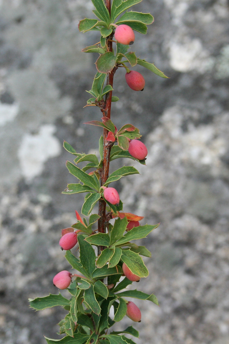 Image of Berberis sibirica specimen.