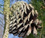 Pinus rigida