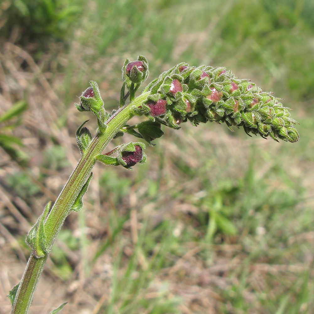 Image of Verbascum phoeniceum specimen.