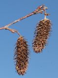 Betula albosinensis