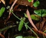 Damasonium alisma