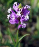 Polygala major