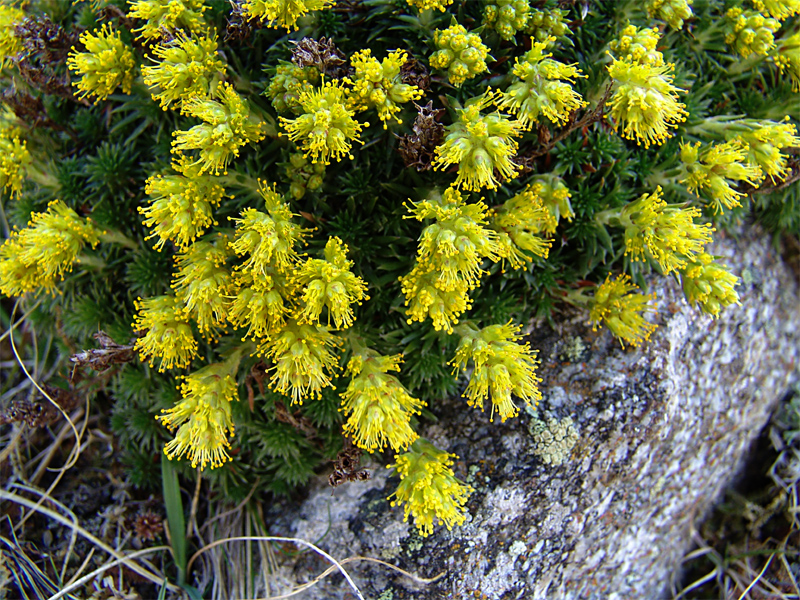 Image of Saxifraga scleropoda specimen.