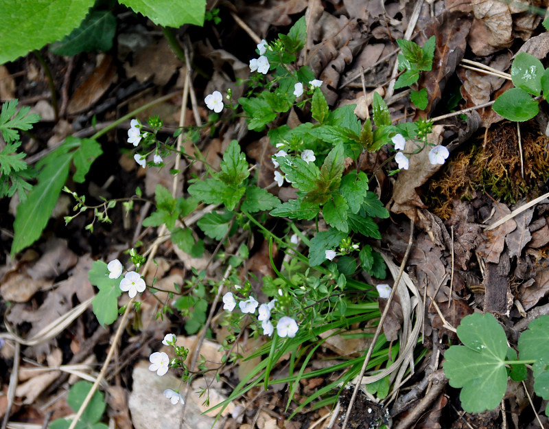 Image of Veronica peduncularis specimen.