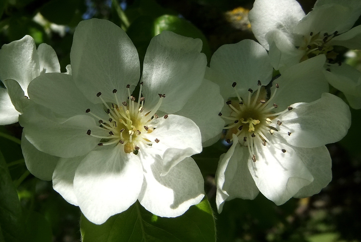 Изображение особи Pyrus communis.