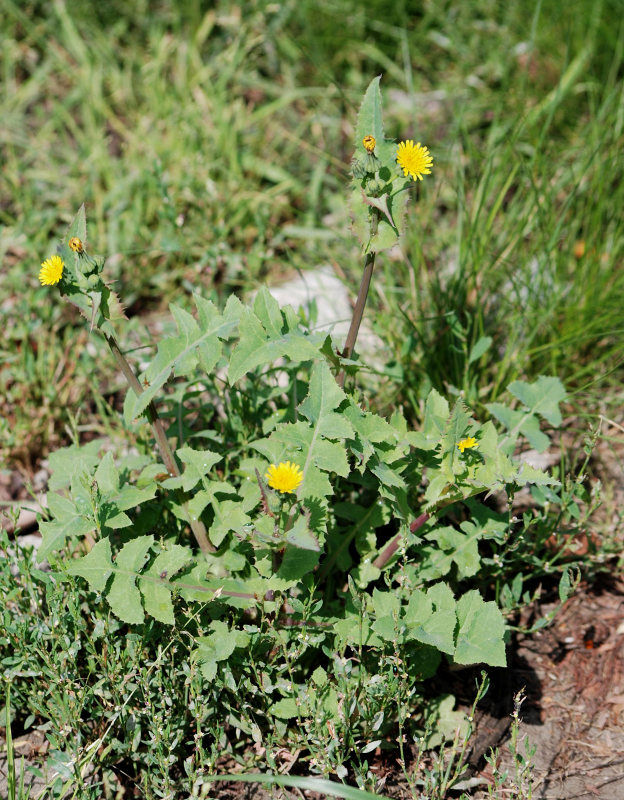 Image of Sonchus oleraceus specimen.