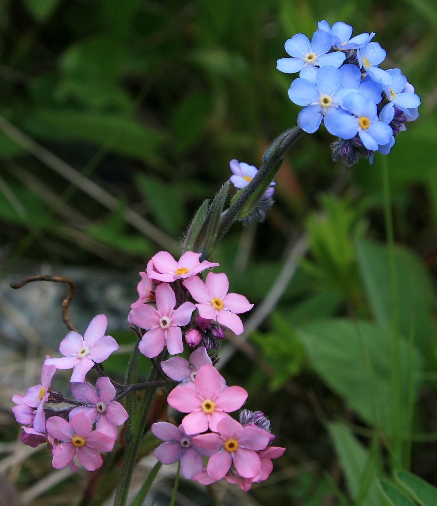 Изображение особи Myosotis alpestris.