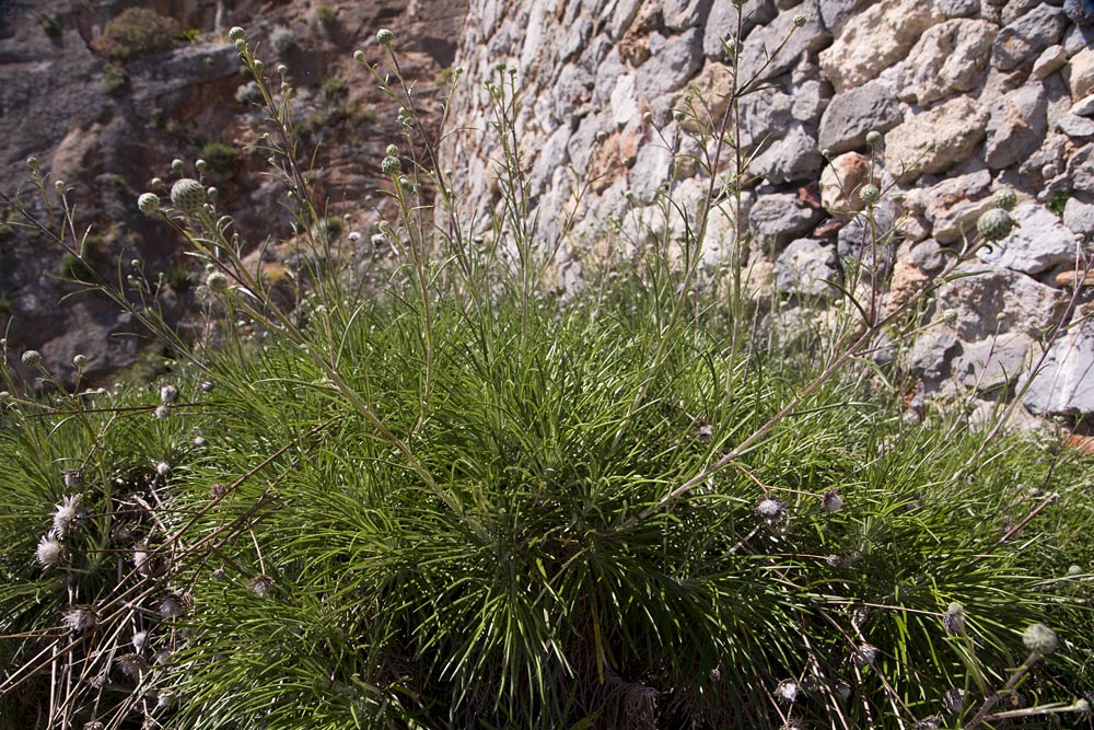 Image of Ptilostemon chamaepeuce specimen.