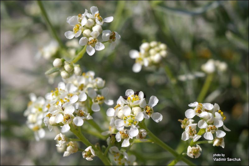 Изображение особи Lepidium turczaninowii.