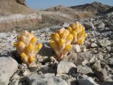 genus Cistanche. Растение с бутонами. Казахстан, южные отроги Джунгарского Алатау, восточная часть гор Актау, гипсоносные глины и пески с наносами щебня. 24 апреля 2012 г.