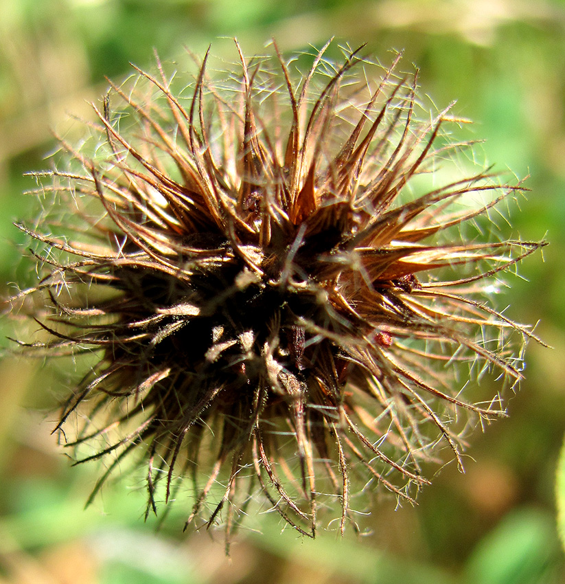 Image of Trifolium lappaceum specimen.