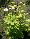 Pyrethrum parthenium