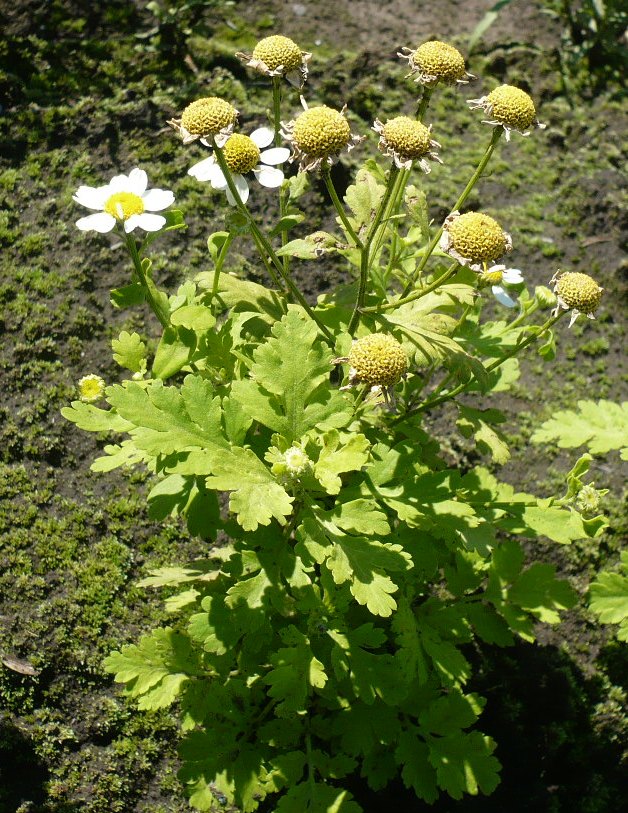 Изображение особи Pyrethrum parthenium.