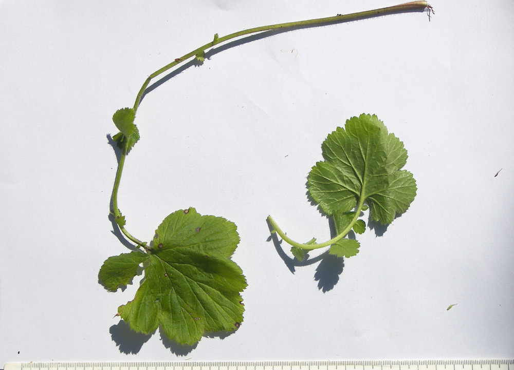 Image of Geum latilobum specimen.