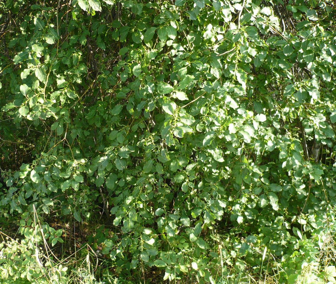 Image of Salix pyrolifolia specimen.