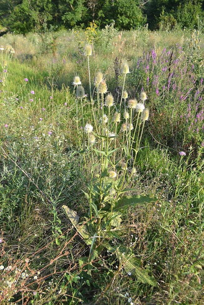 Изображение особи Dipsacus laciniatus.