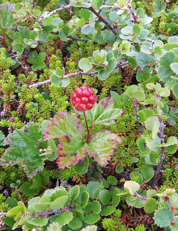 Image of Rubus chamaemorus specimen.