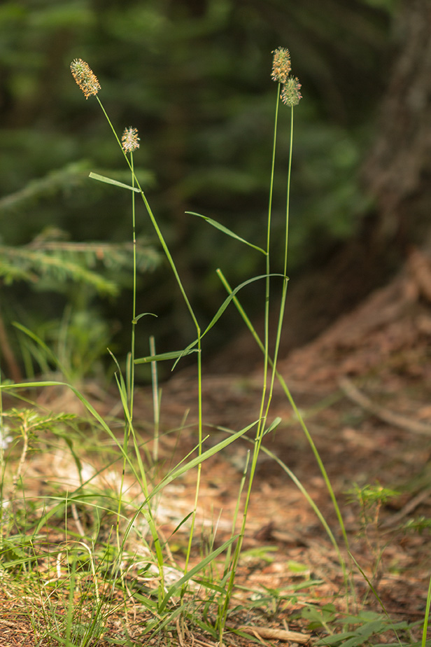 Image of familia Poaceae specimen.