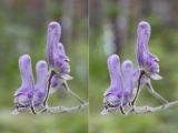 Aconitum septentrionale