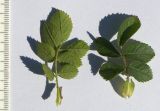 Image of taxon representative. Author is Сергей Банкетов