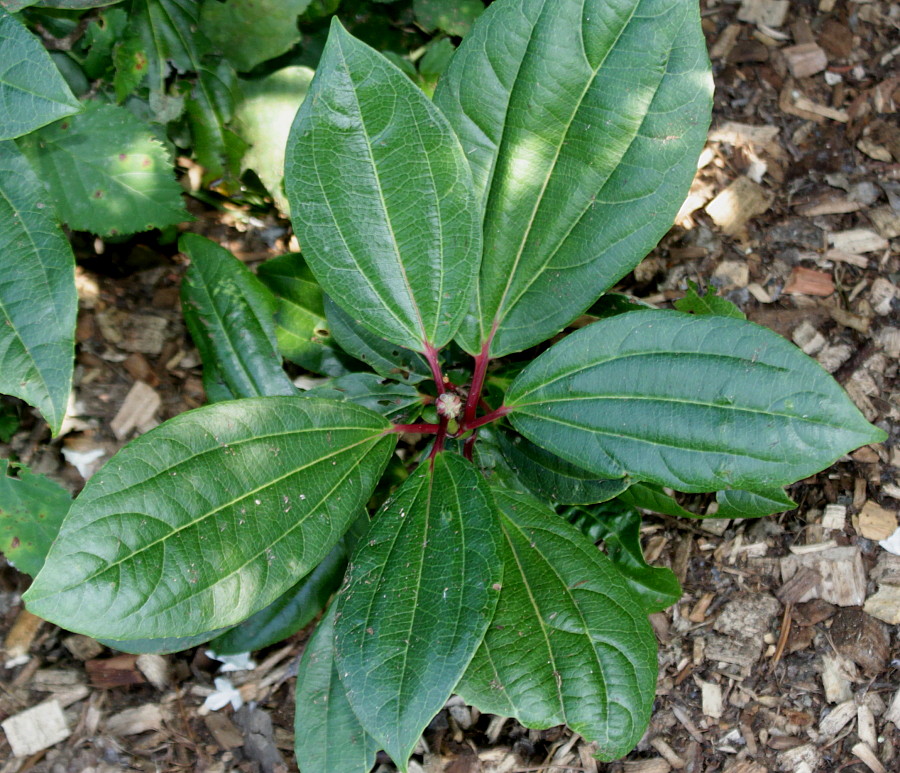 Image of Viburnum davidii specimen.