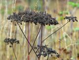 Angelica sylvestris