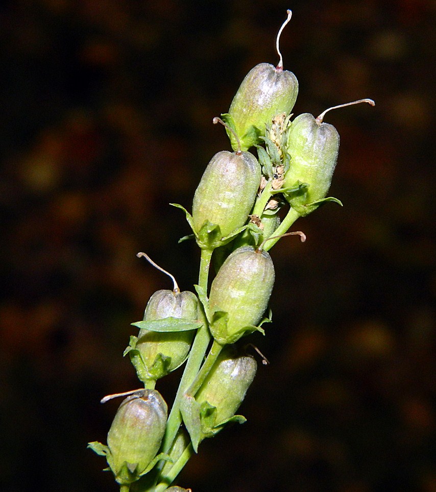 Изображение особи Linaria vulgaris.