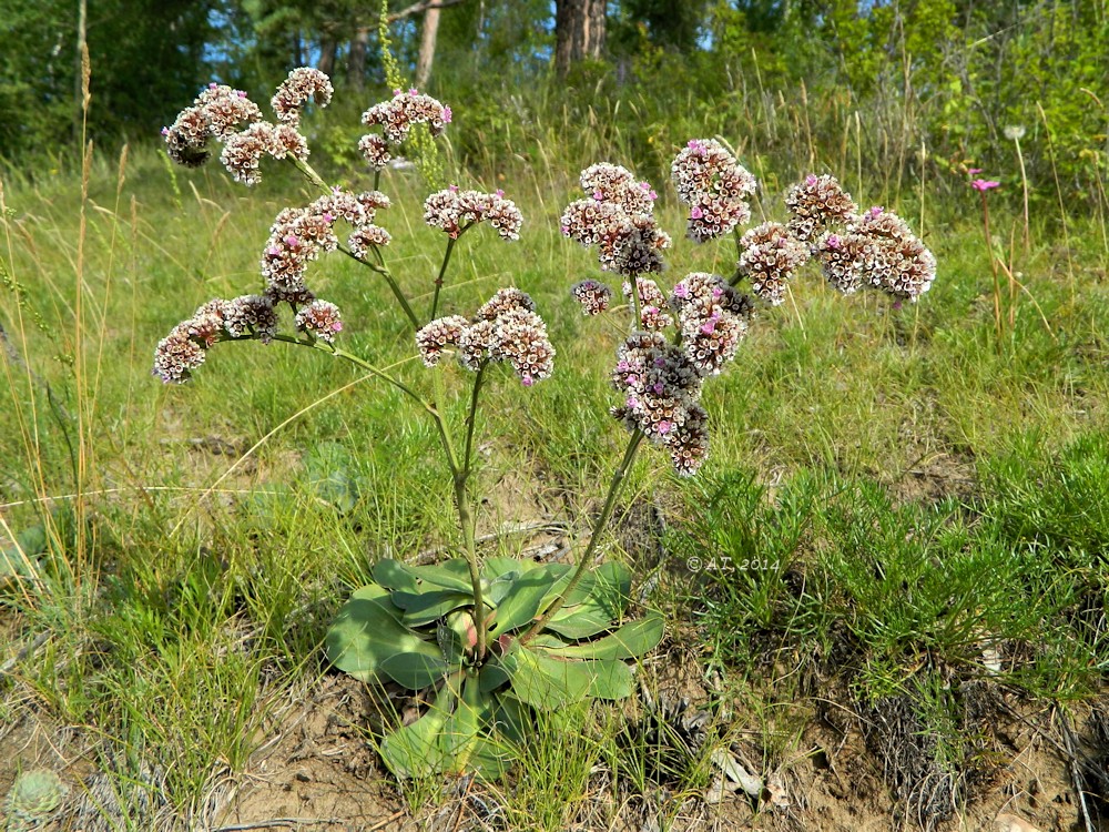 Изображение особи Goniolimon speciosum.