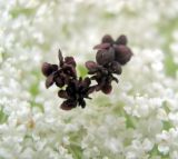 Daucus carota