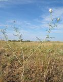 Centaurea arenaria