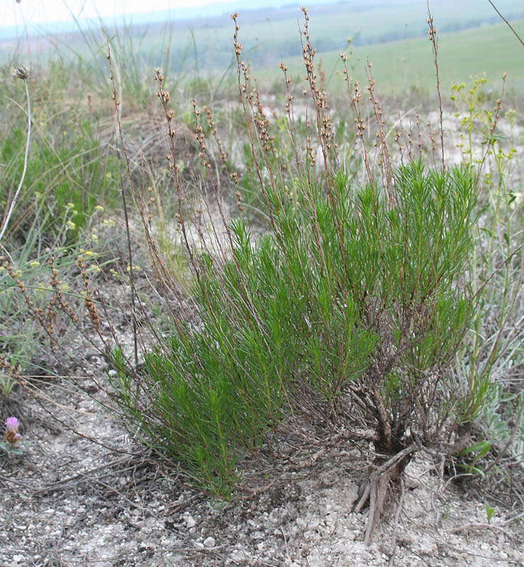 Image of Artemisia salsoloides specimen.