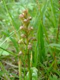 Dactylorhiza viridis