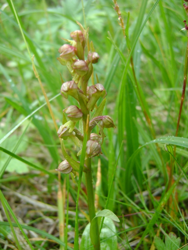 Изображение особи Dactylorhiza viridis.