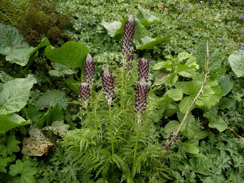 Image of Pedicularis atropurpurea specimen.
