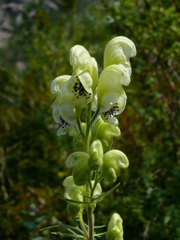 Изображение особи Aconitum anthoroideum.