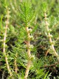 Myriophyllum verticillatum. Соцветие. Окр. Томска, сырой берег пересыхающего озера. 10.08.2009.