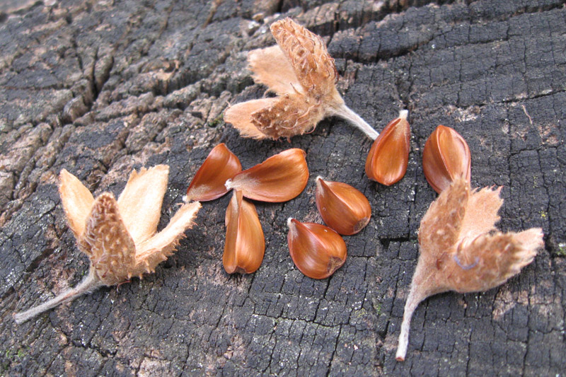 Image of Fagus &times; taurica specimen.